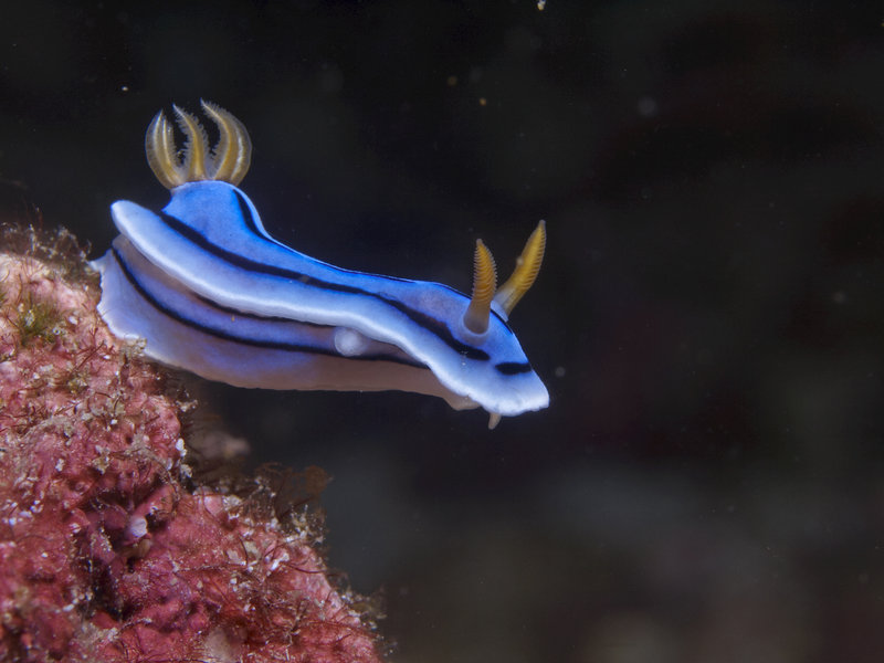 Nudibranch, Dugon Wall